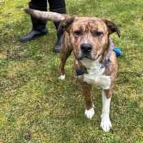 Thumbnail photo of Joshua #1