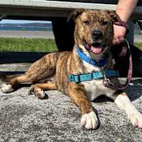 Thumbnail photo of Joshua #4