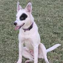 adopt-pet