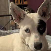 Thumbnail photo of Patches4 #2