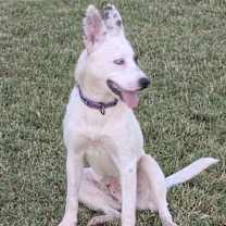 Thumbnail photo of Patches4 #3