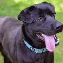 Thumbnail photo of Levi #1