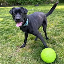 Thumbnail photo of Levi #2