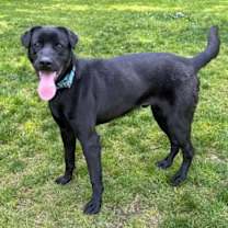 Thumbnail photo of Levi #3