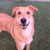 Thumbnail photo of Ralph #1