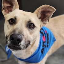 Thumbnail photo of Jagger #2