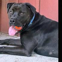 Thumbnail photo of Luke #1