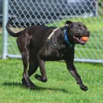 Thumbnail photo of Luke #2