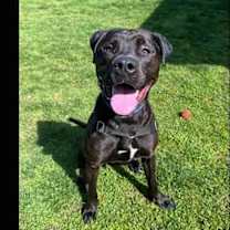 Thumbnail photo of Luke #4