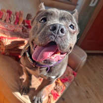 Thumbnail photo of Zora - I'm a Shorty Bull #2