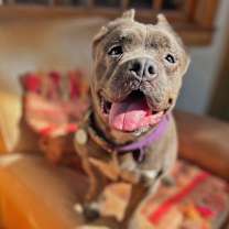 Thumbnail photo of Zora - I'm a Shorty Bull #3