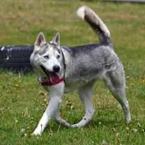 Thumbnail photo of Nola #4