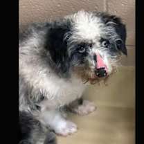 Thumbnail photo of Truffle #1