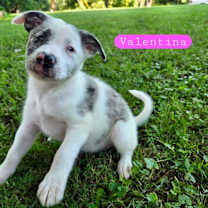 Thumbnail photo of Valentina #1