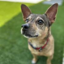 adopt-pet
