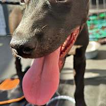 Thumbnail photo of Lemmy #2