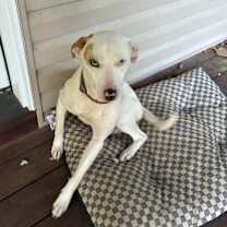 Thumbnail photo of Azul #2