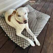 Thumbnail photo of Azul #3