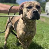 Thumbnail photo of Shyla #1