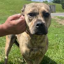 Thumbnail photo of Shyla #2