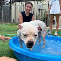 Thumbnail photo of Koda #3