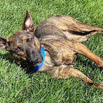 Thumbnail photo of Pickles #1