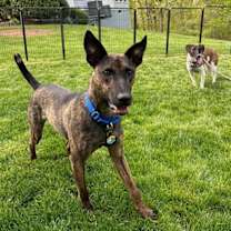 Thumbnail photo of Pickles #2