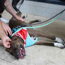 Thumbnail photo of Wally #2