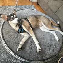 Thumbnail photo of Atticus #2