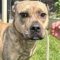 Thumbnail photo of Shyla #3