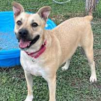 Thumbnail photo of Chili #2