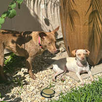 Thumbnail photo of Amber FS #3