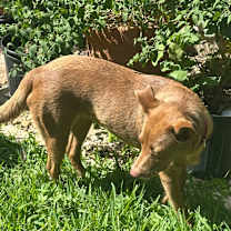 Thumbnail photo of Amber FS #4