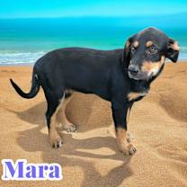 Thumbnail photo of Mara #3