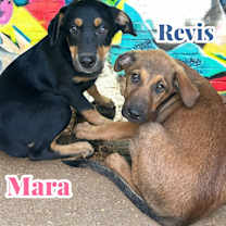 Thumbnail photo of Mara #4