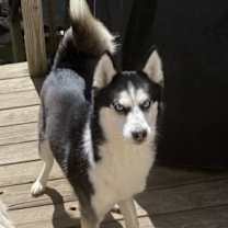 Thumbnail photo of Dimond #1