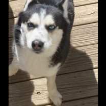 Thumbnail photo of Dimond #3