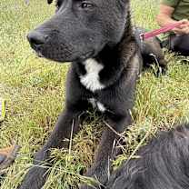 Thumbnail photo of Puppy Love #1