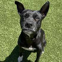 adopt-pet