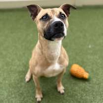 Thumbnail photo of Biscuit #1