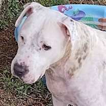 Thumbnail photo of Xena #2