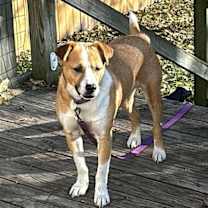 Thumbnail photo of *Bingo* Captain Pike #2