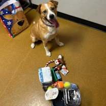 Thumbnail photo of *Bingo* Captain Pike #3