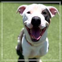 Thumbnail photo of NEO #1