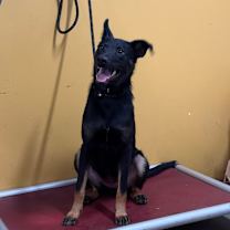 Thumbnail photo of Padme #3