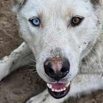 adopt-pet