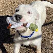 Thumbnail photo of Duke #3