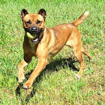 Thumbnail photo of Oshi #4