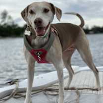 Thumbnail photo of Joy #1