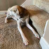 Thumbnail photo of Joy #4